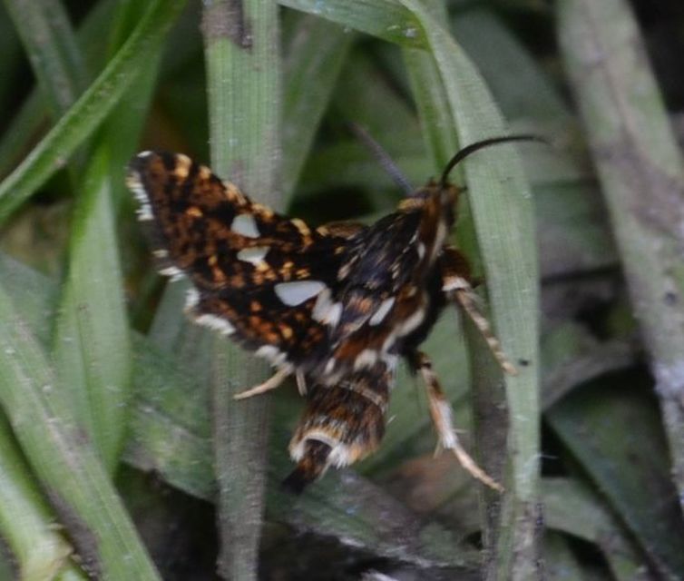 Thyris fenestrella - gyakori ablakosmoly