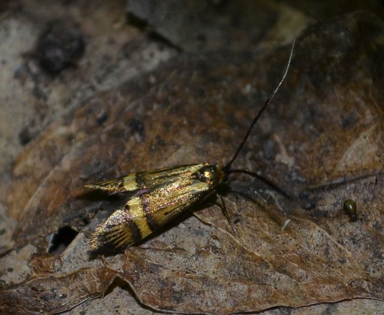 Nemophora degeerella - pompás tőrösmoly