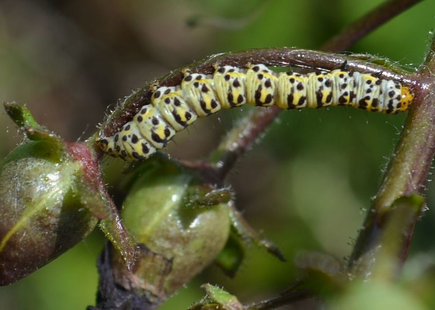 Shargacucullia gozmanyi/scrophulariae/verbasci