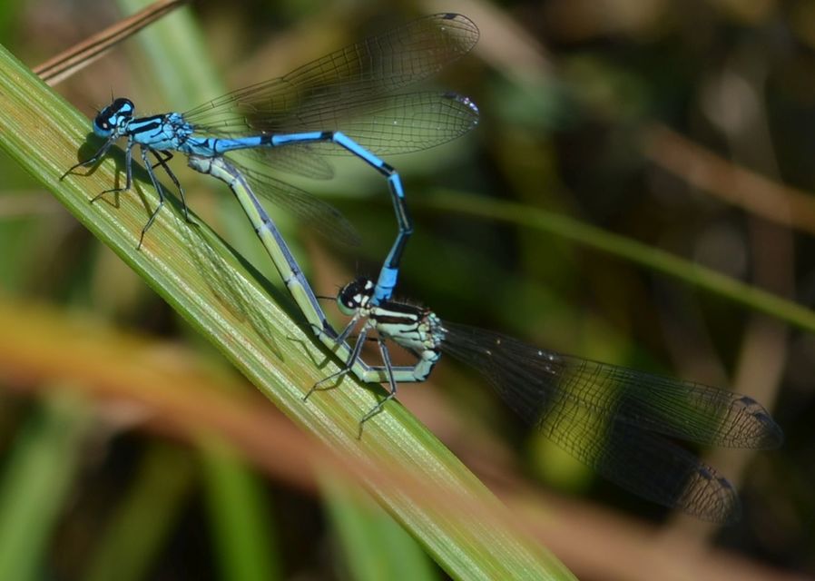 Coenagrion puella - azúrkék légivadász