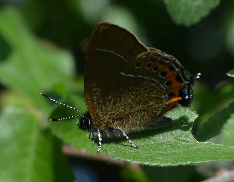 Satyrium pruni - szilvafa-csücsköslepke