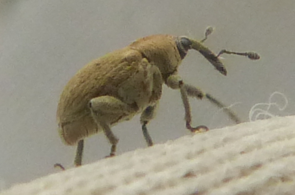 Sibinia pellucens - mécsvirágormányos