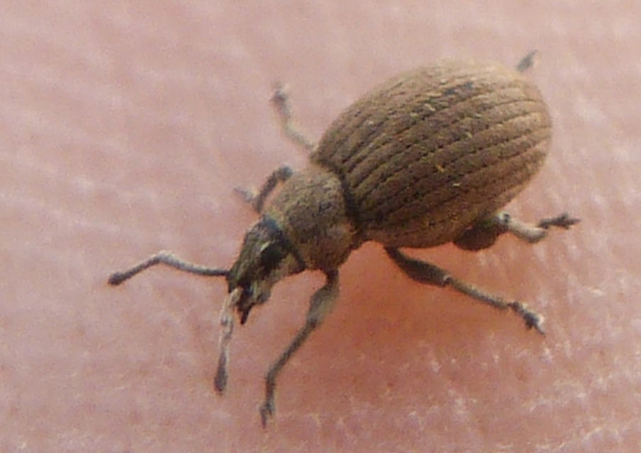 Peritelus familiaris - nagy kendermagbogár