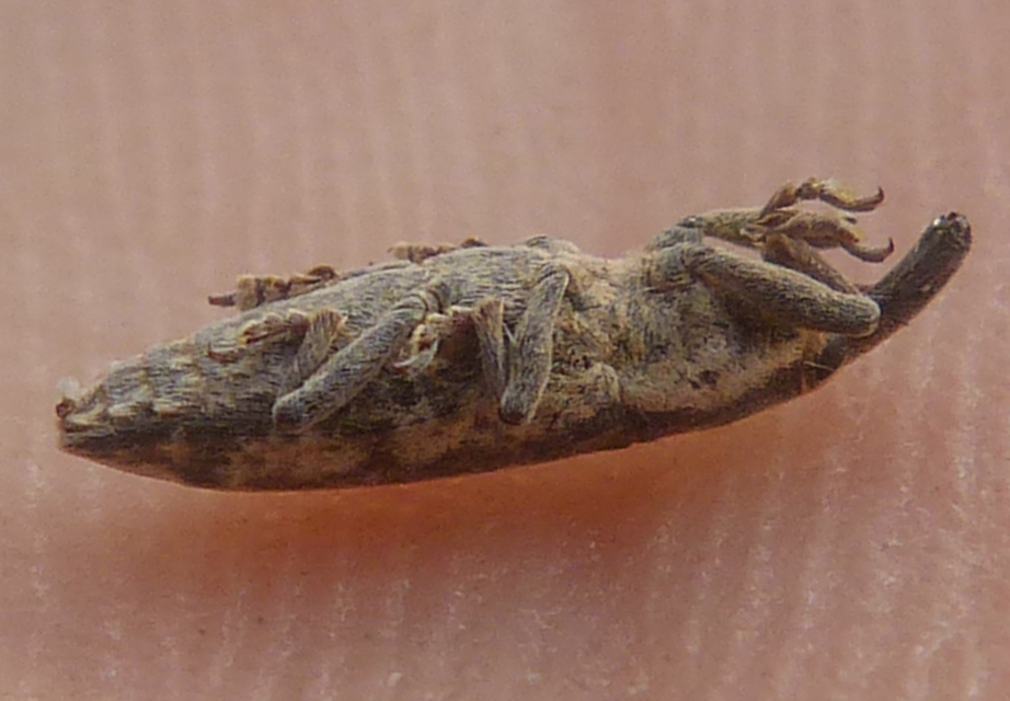 Lixus subtilis - disznóparéj-dudvabarkó
