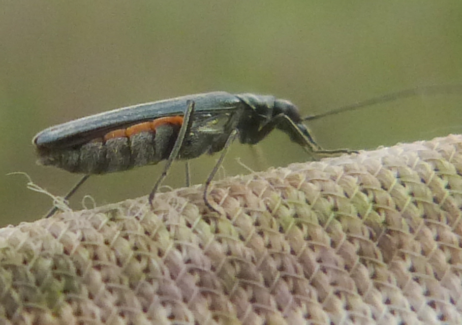 Oedemera