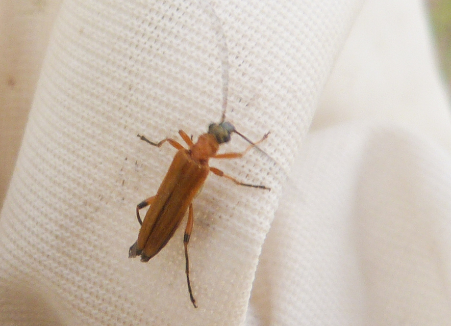 Oedemera podagrariae - székfű-álcincér