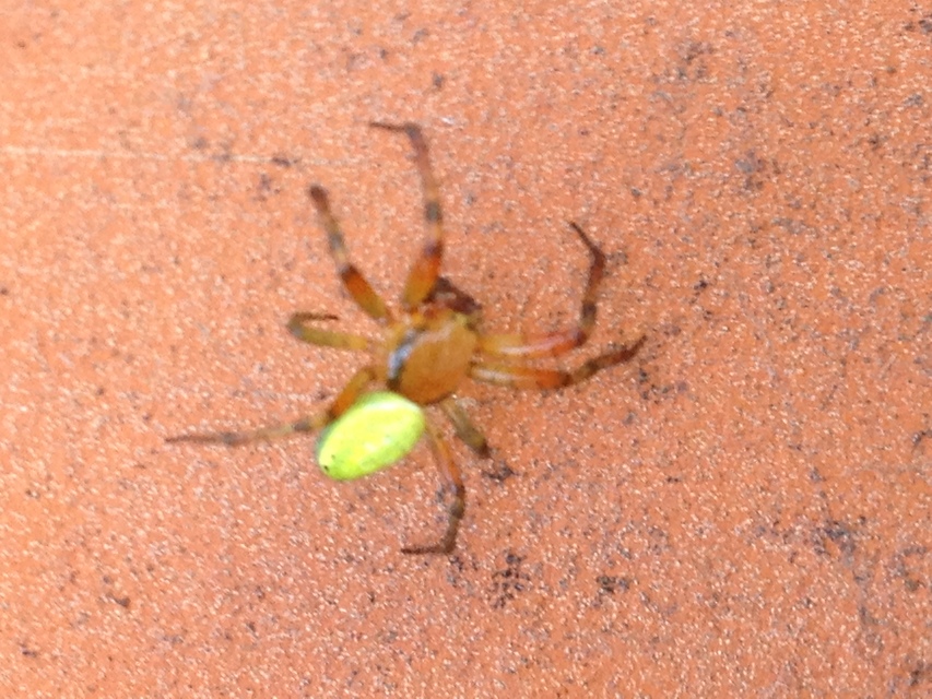 Araniella