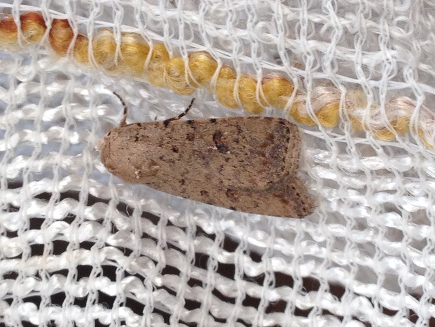 Paradrina clavipalpis - közönséges selymesbagoly