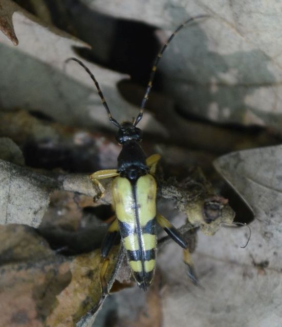 Rutpela maculata - tarkacsápú karcsúcincér