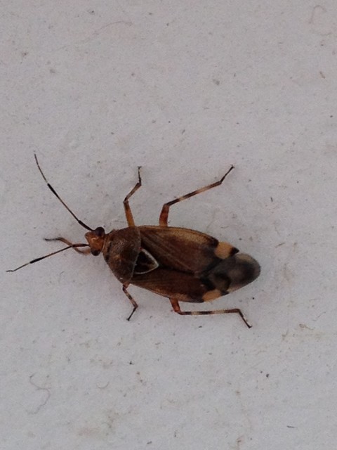 Deraeocoris flavilinea