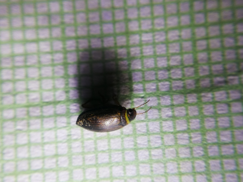 Hygrotus impressopunctatus - barázdás aprócsíkbogár