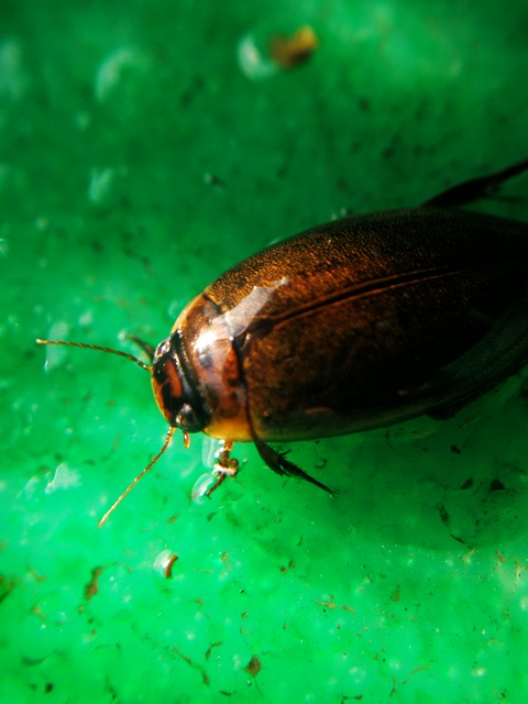 Rhantus suturalis - gyakori particsíkbogár