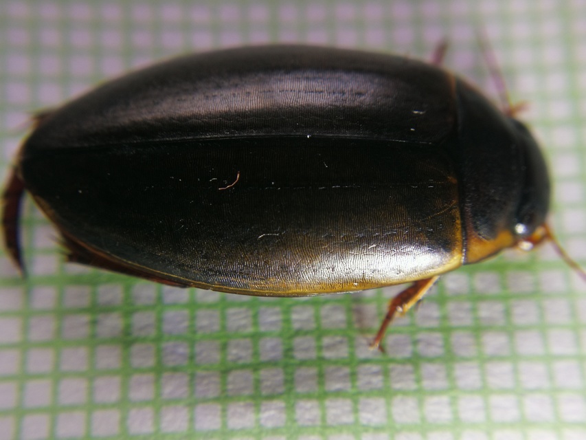 Colymbetes fuscus - gyakori recéscsíkbogár