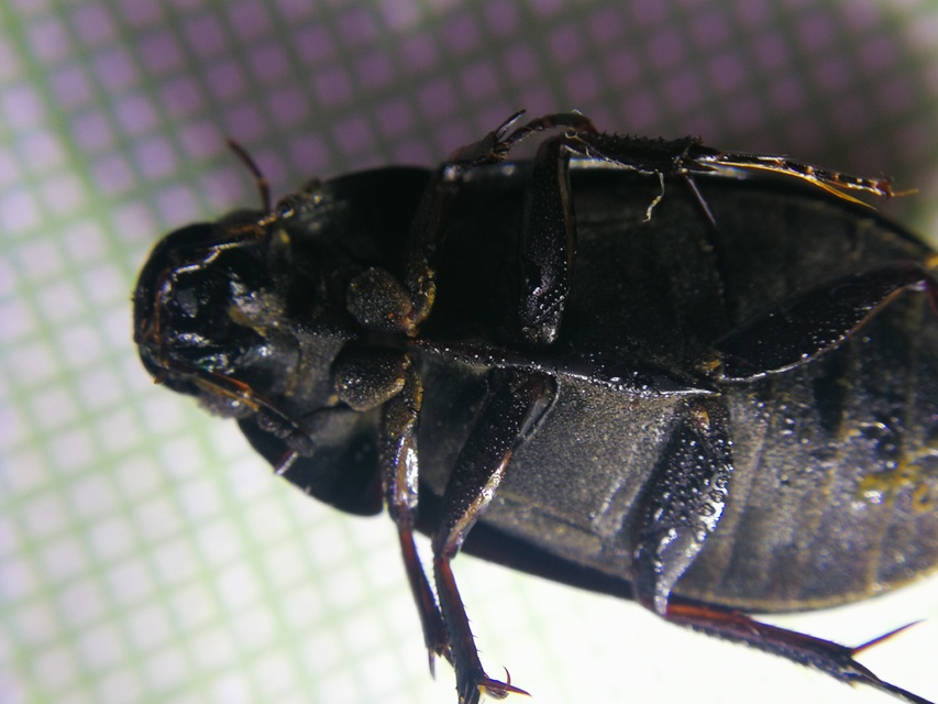 Hydrochara caraboides - kis csibor