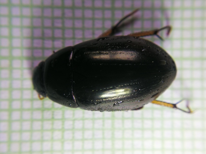 Hydrochara flavipes - sárgalábú csibor