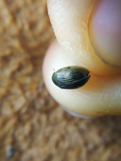 Berosus signaticollis - csíkosnyakú szemescsibor Berosus signaticollis - csíkosnyakú szemescsibor