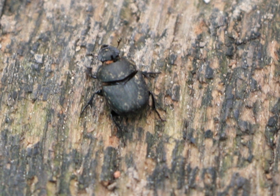 Onthophagus verticicornis - fekete trágyatúró