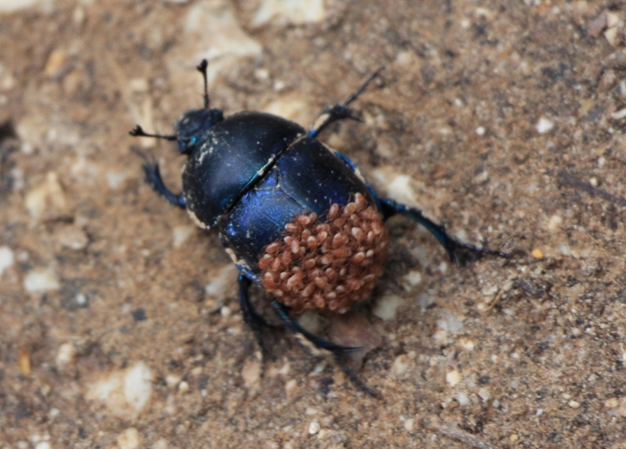 Trypocopris vernalis - tavaszi álganéjtúró