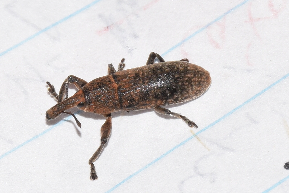 Lixus bardanae - lórom-dudvabarkó