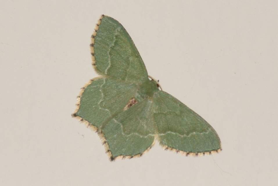 Hemithea aestivaria - nyír-zöldaraszoló