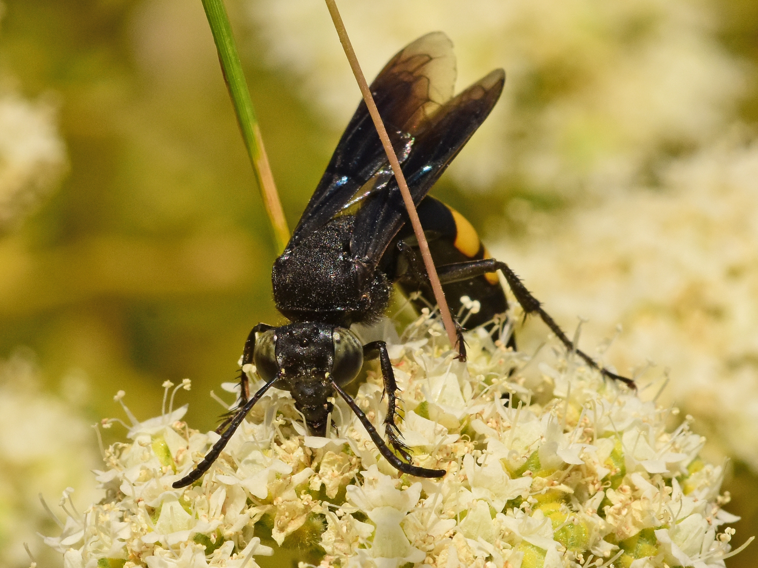 Stizoides tridentatus