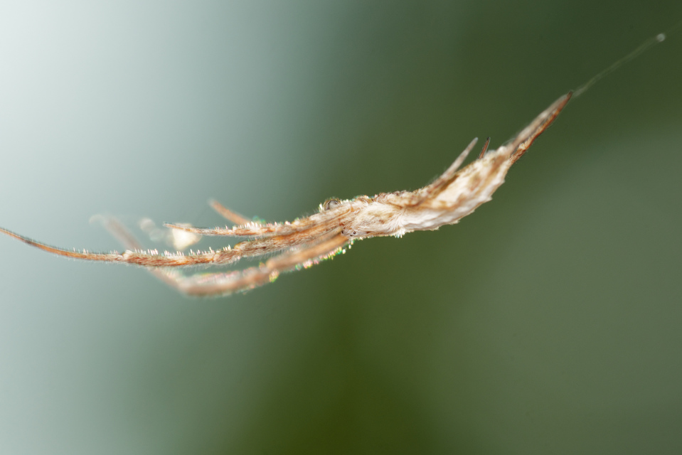 Uloborus walckenaerius - derespók