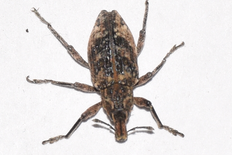 Coniocleonus turbatus - homoki barkó