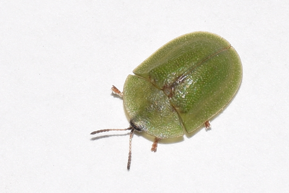 Cassida rubiginosa - lapos pajzsbogár Cassida rubiginosa - lapos pajzsbogár