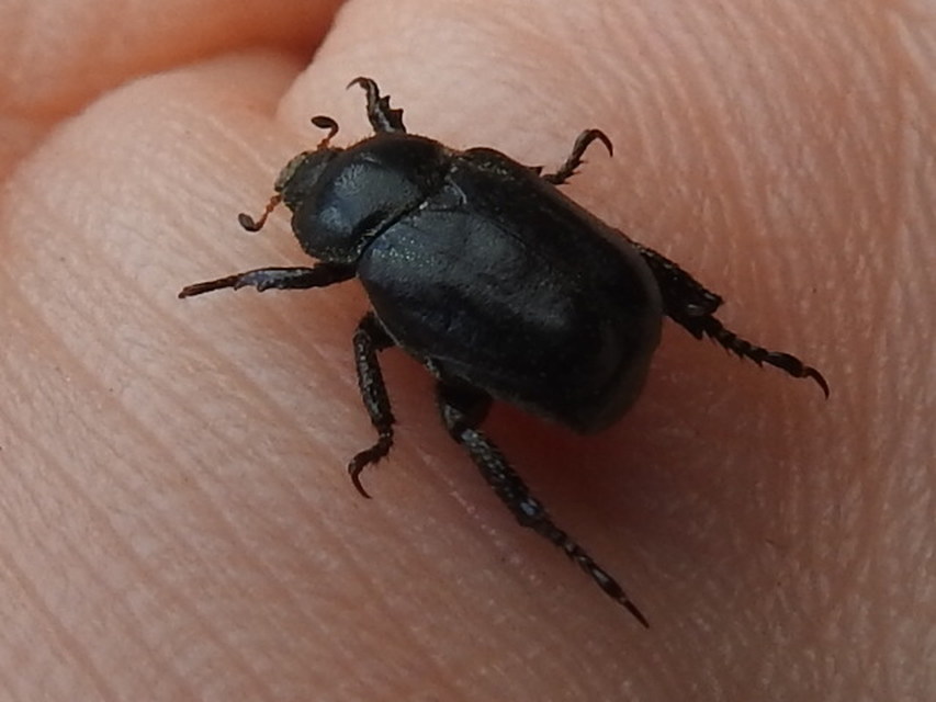 Hoplia hungarica - homoki virágcserebogár