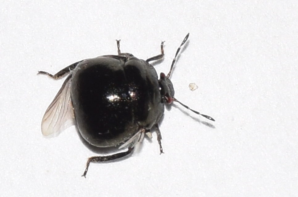 Coptosoma scutellatum - bödepoloska Coptosoma scutellatum - bödepoloska