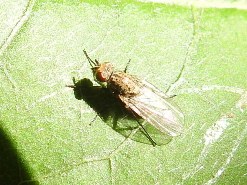 Anthomyiidae - viráglegyek