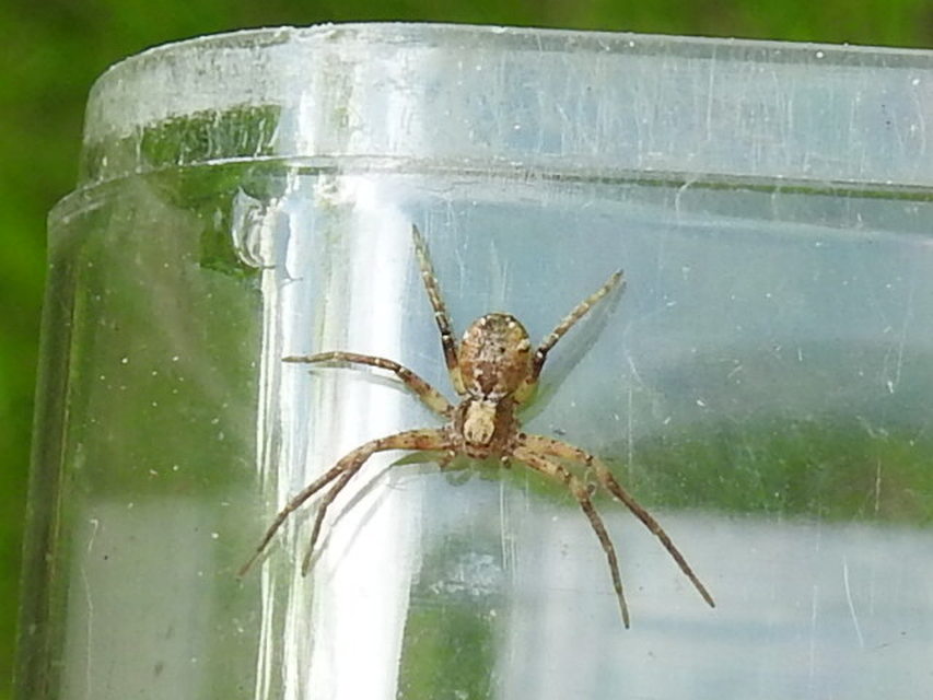 Philodromus