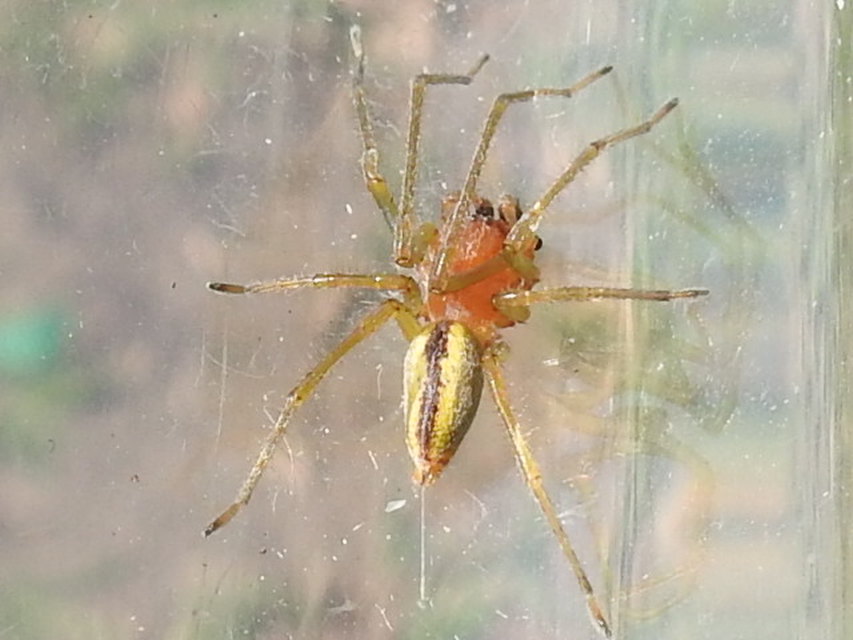 Cheiracanthium erraticum - csíkos dajkapók