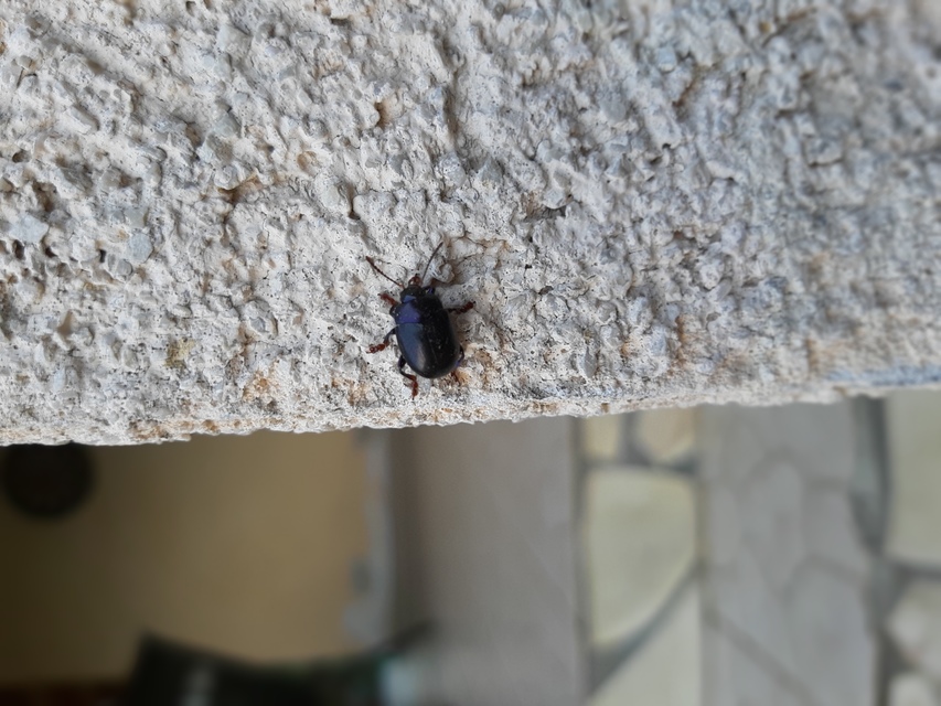 Chrysolina sturmi - vöröslábú levelész