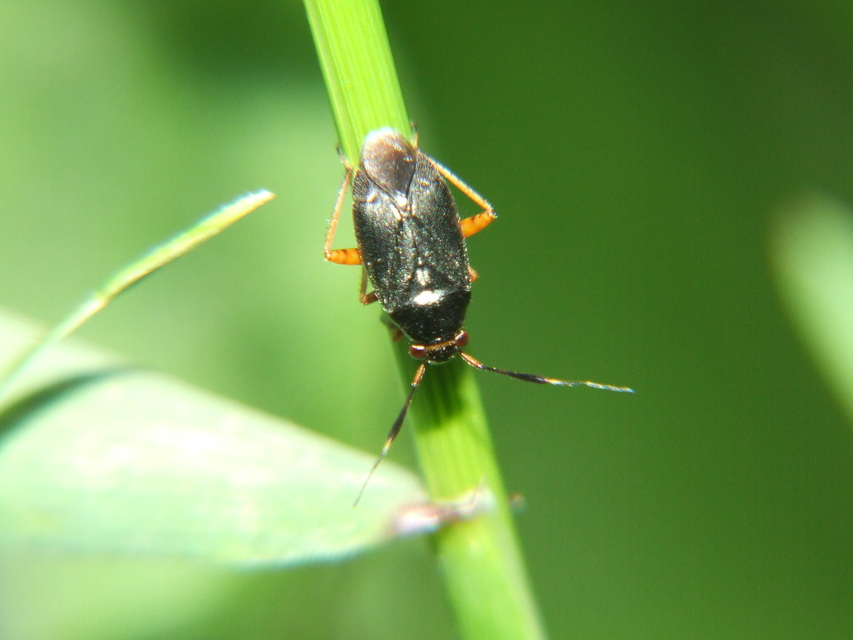 Capsus ater - fekete mezeipoloska