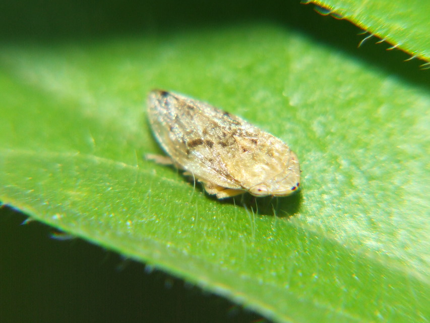 Aphrophoridae