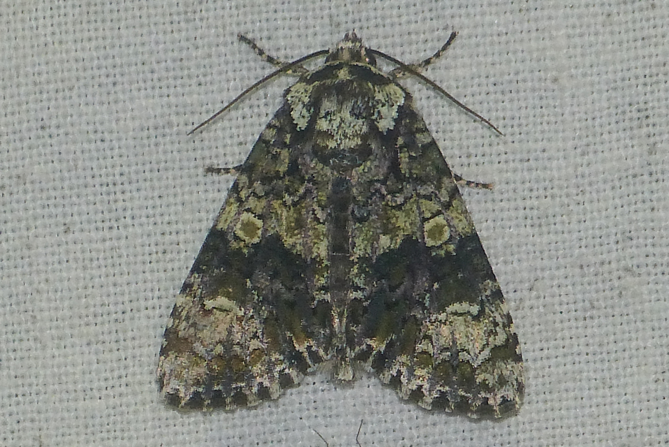 Craniophora ligustri - fagyalbagoly