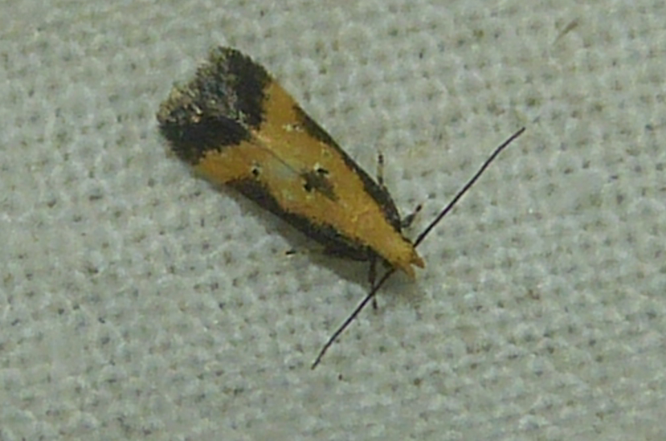 Brachmia dimidiella - citromkocsord-lápimoly