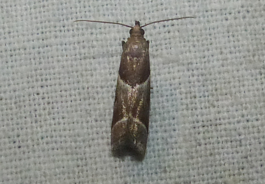 Nyctegretis lineana - agátszínű karcsúmoly