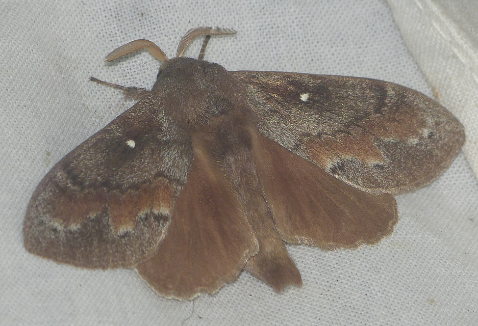 Dendrolimus pini - fenyőpohók