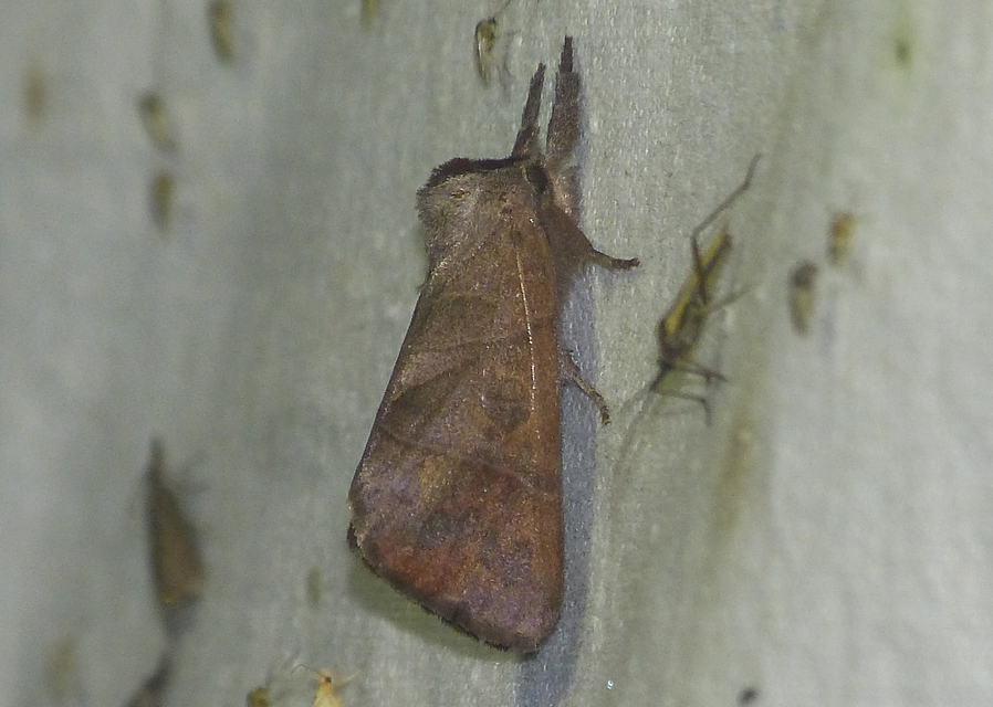Clostera anastomosis - barna levélszövő