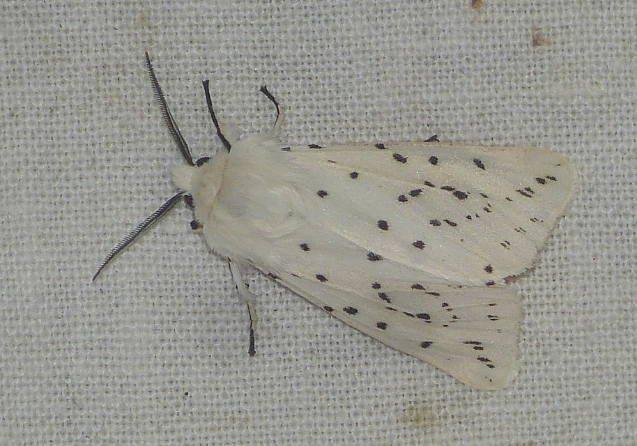 Spilosoma lubricipedum - tejszínű medvelepke
