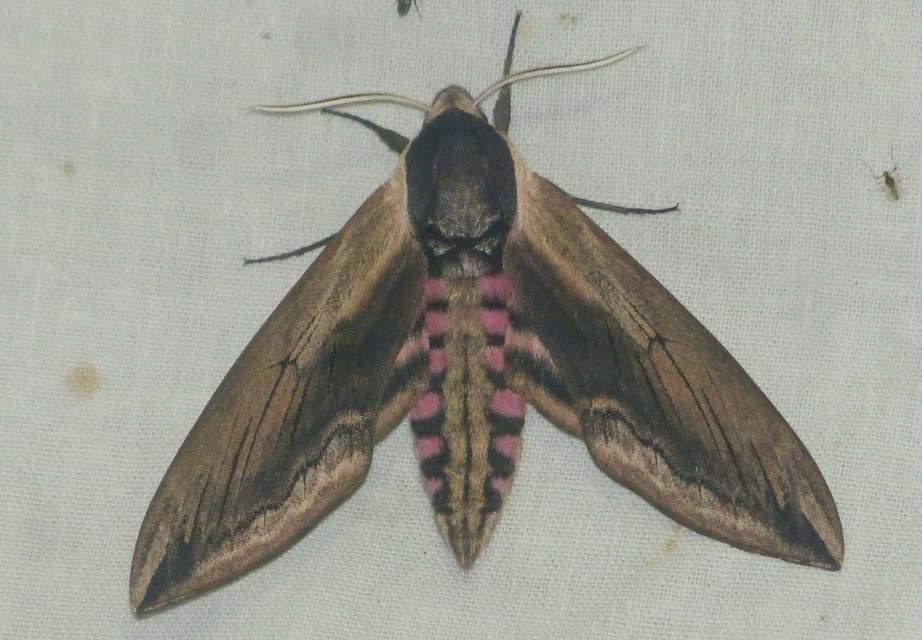 Sphinx ligustri - fagyalszender