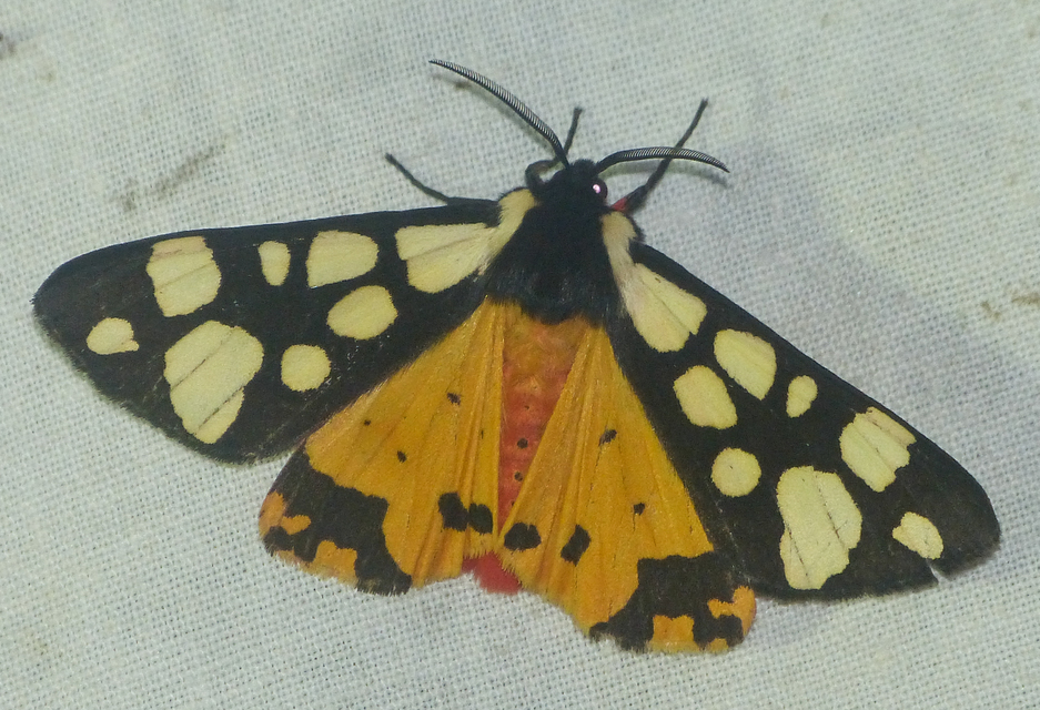 Arctia villica - fekete medvelepke