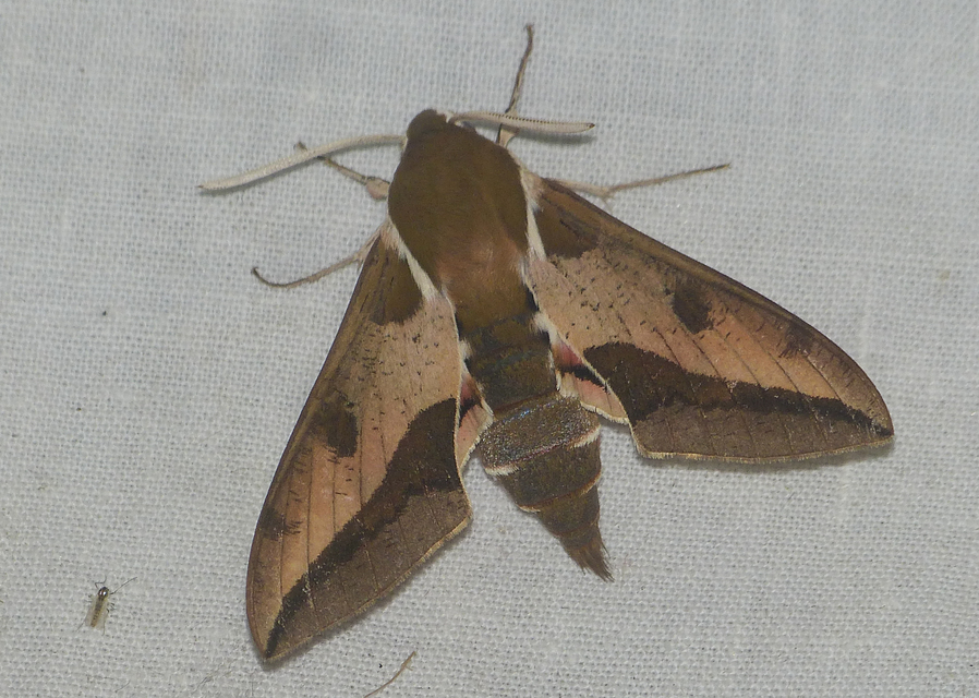 Hyles euphorbiae - kutyatejszender