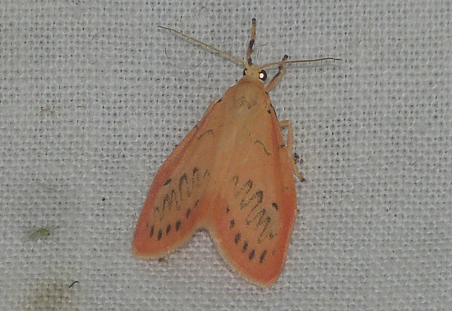 Miltochrista miniata - piros medvelepke