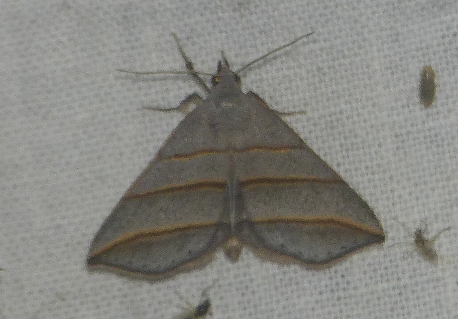 Colobochyla salicalis - háromsávos törpebagoly