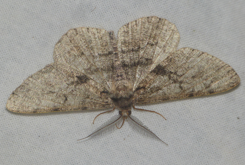 Hypomecis roboraria - nagy tölgyfaaraszoló