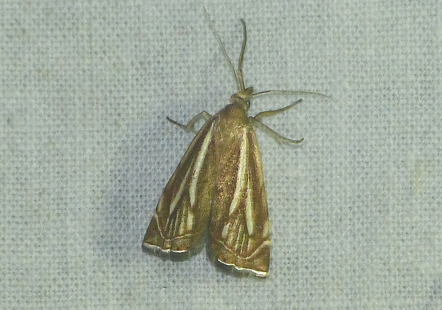 Xanthocrambus lucellus - zegzugos fűgyökérmoly
