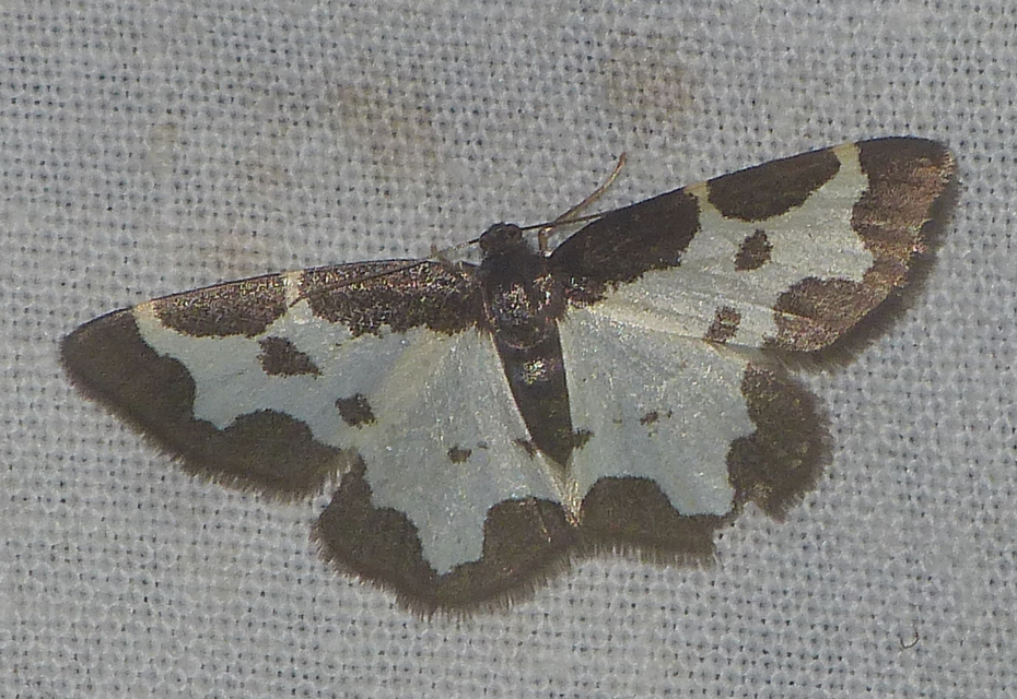 Lomaspilis marginata - szegélyes nyárfaaraszoló